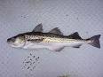 Walleye Pollock