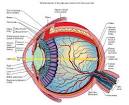 Eye anatomy