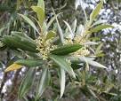 маслина pronunciation