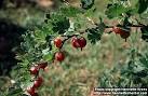Photo: Ribes uva crispa 2. | Henriette's Herbal Homepage