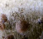 American House Spiders Hatch | Slugyard