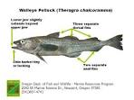 Fish Division: Ocean Salmon Management - Oregon Department of Fish ...