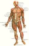 skeletal muscles and muscle groups