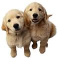 Pure Ayre Odor Eliminator - Pet Odors