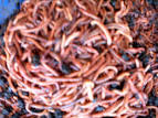 eeee…cacing « Rajakupu's Blog (rajakupu.wordpress.com)