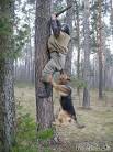 Hund jagt Jäger.bilder Hund jagt Jäger.bilder