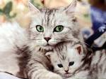 Pet Cats "