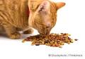 What Pet Cats Really Want to Eat