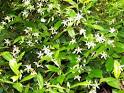 Star Jasmine aka Confederate jasmine ( Trachelospermum jasminoides )