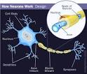 HowStuffWorks "The Spinal Cord and Neurons"
