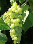 grape