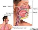 Upper respiratory tract: Medline Plus Medical Encyclopedia Image