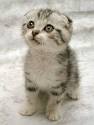 Reasonable Goods Pet : Cat from Local Animal Shelter