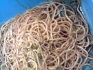For Softskill: Cacing Perut Bocah Bandung Seberat 2 Kg (forsoftskill.blogspot.com)