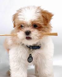 Hundedaten.bilder Hundedaten.bilder