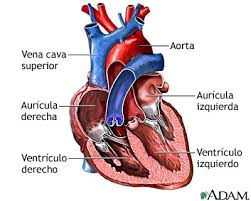 Cámaras del corazón