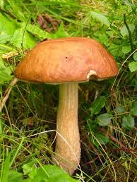 fungi