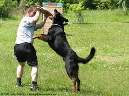 Argos Vlckovicky les Beauceron