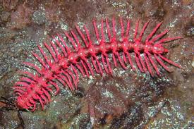 PHOTOS: Top Ten New Species of 2007