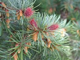 Pseudotsuga menziesii var.