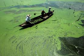 Workers try to clear blue green