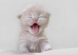 Sleepy Kitty