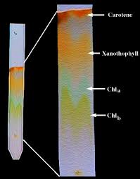 Picture of Completed Chromatography