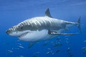 Great White Shark Picture