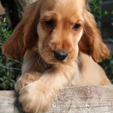Cocker Spaniel Cocker Spaniel