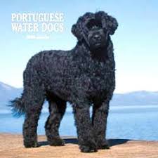 Calendar 2008: Portuguese Water Dogs