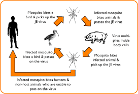 http://www.safely.travel/wiki/images/f/fb/Japanese_B_Encephalitis_cycle.gif