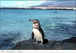 galapagos-standing1.jpg