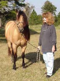 weaver quarter horses