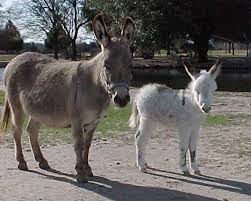 donkey Donkeys