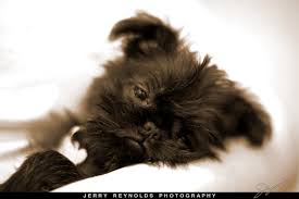 Sleepy Puppy