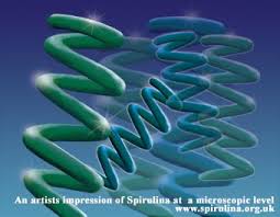 spirulina.jpg (spirulina.org.uk)