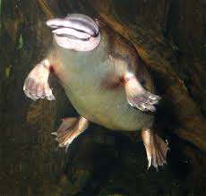 Platypus surfacing from dive