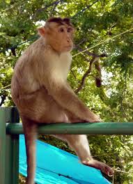 A monkey takes a break by the