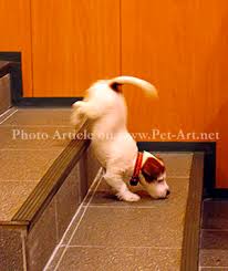Jack russell