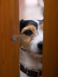 Jack Russell at door