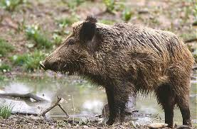 Sus scrofa ( Sus scrofa (