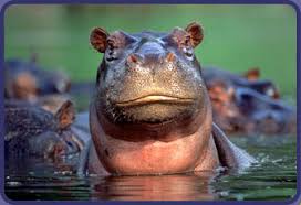 hippo.jpg
