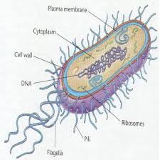 The Doomsday Bomb: Bacteria or