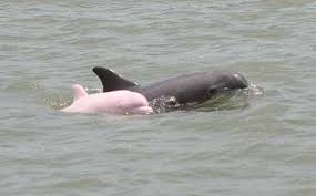 Image <b>Pink</b> will be built on top Picture