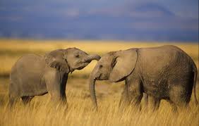 Young elephants greeting