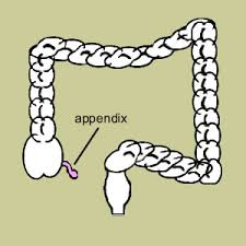 In the past, the appendix was 