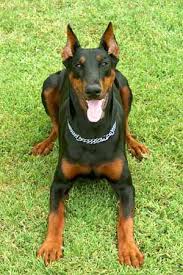 Doberman colors are pretty easy I