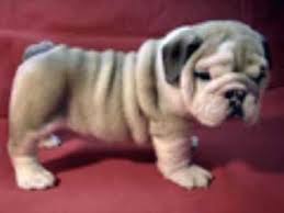 english bull dog for sale