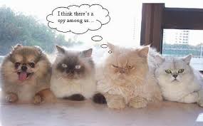 Lingerie Cute Cats Talking