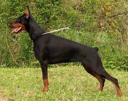 Random Image for doberman